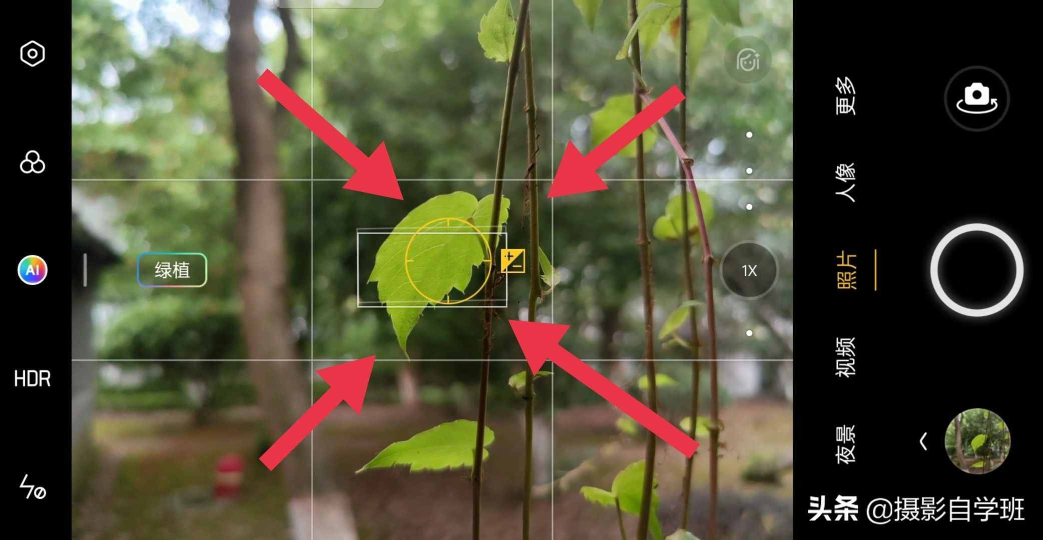 手机摄影入门课，记住这4个重点，你也能随手拍美小叶片