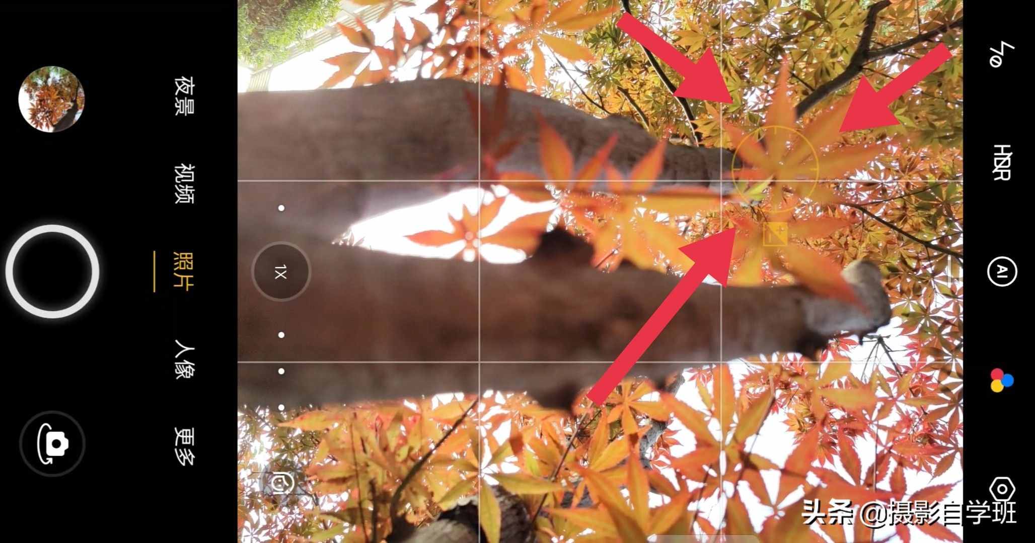 手机摄影入门课，记住这4个重点，你也能随手拍美小叶片