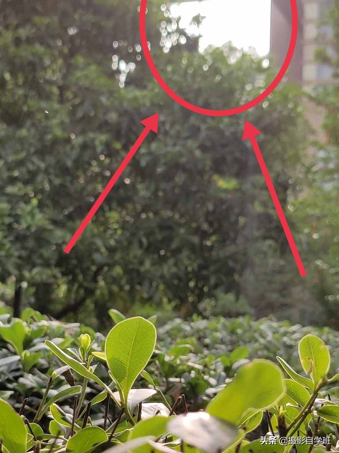 手机摄影入门课，记住这4个重点，你也能随手拍美小叶片