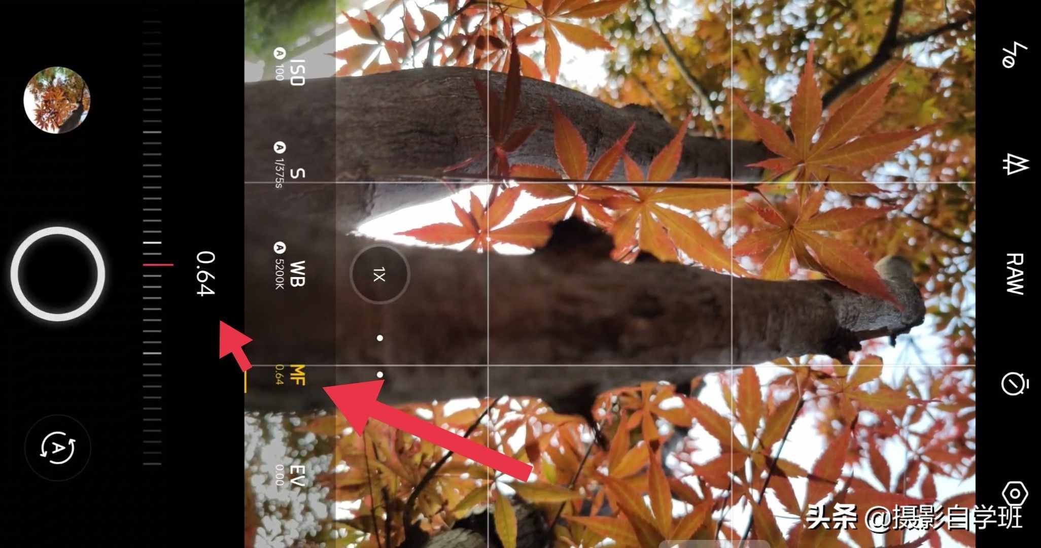 手机摄影入门课，记住这4个重点，你也能随手拍美小叶片