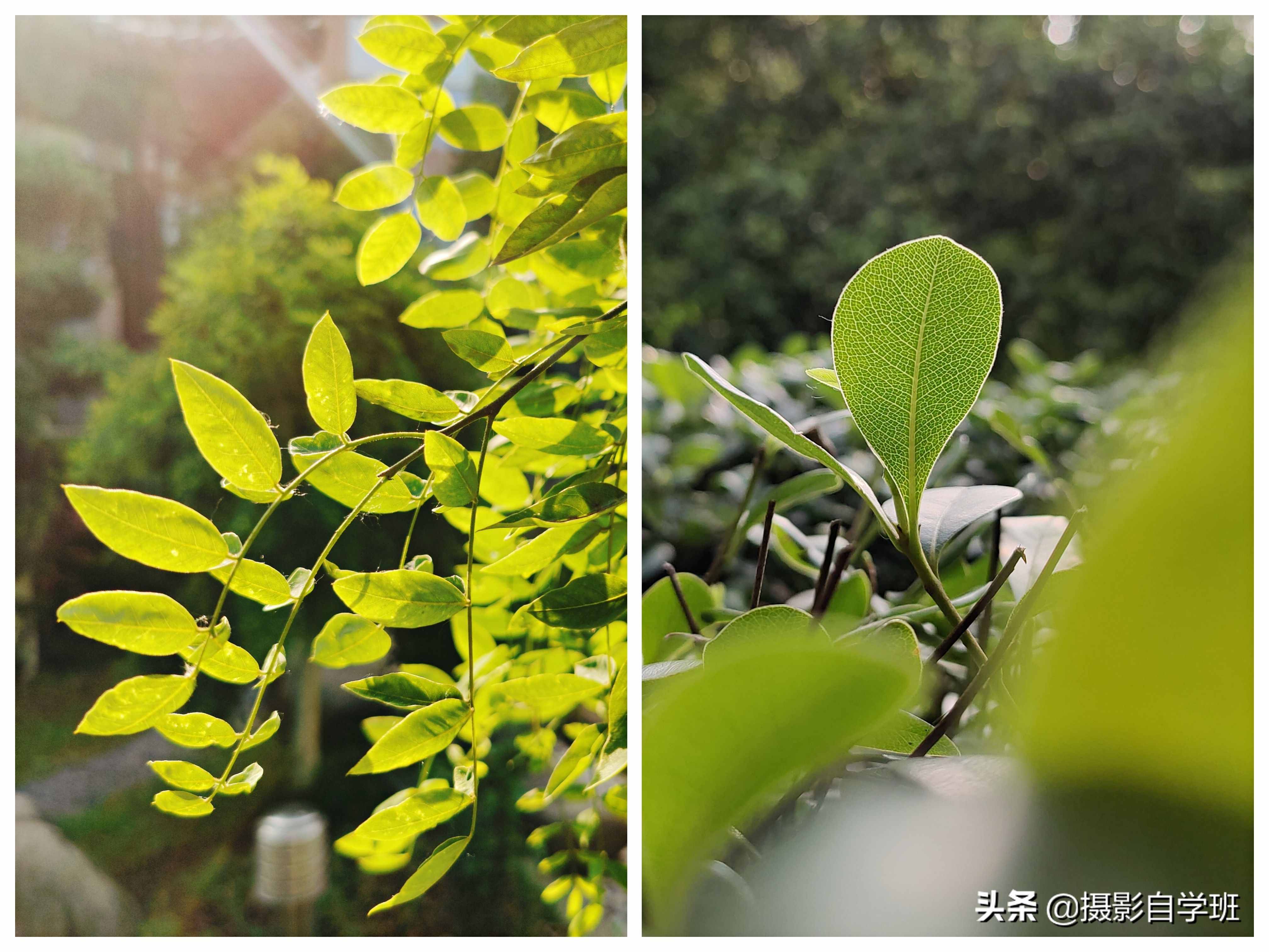 手机摄影入门课，记住这4个重点，你也能随手拍美小叶片