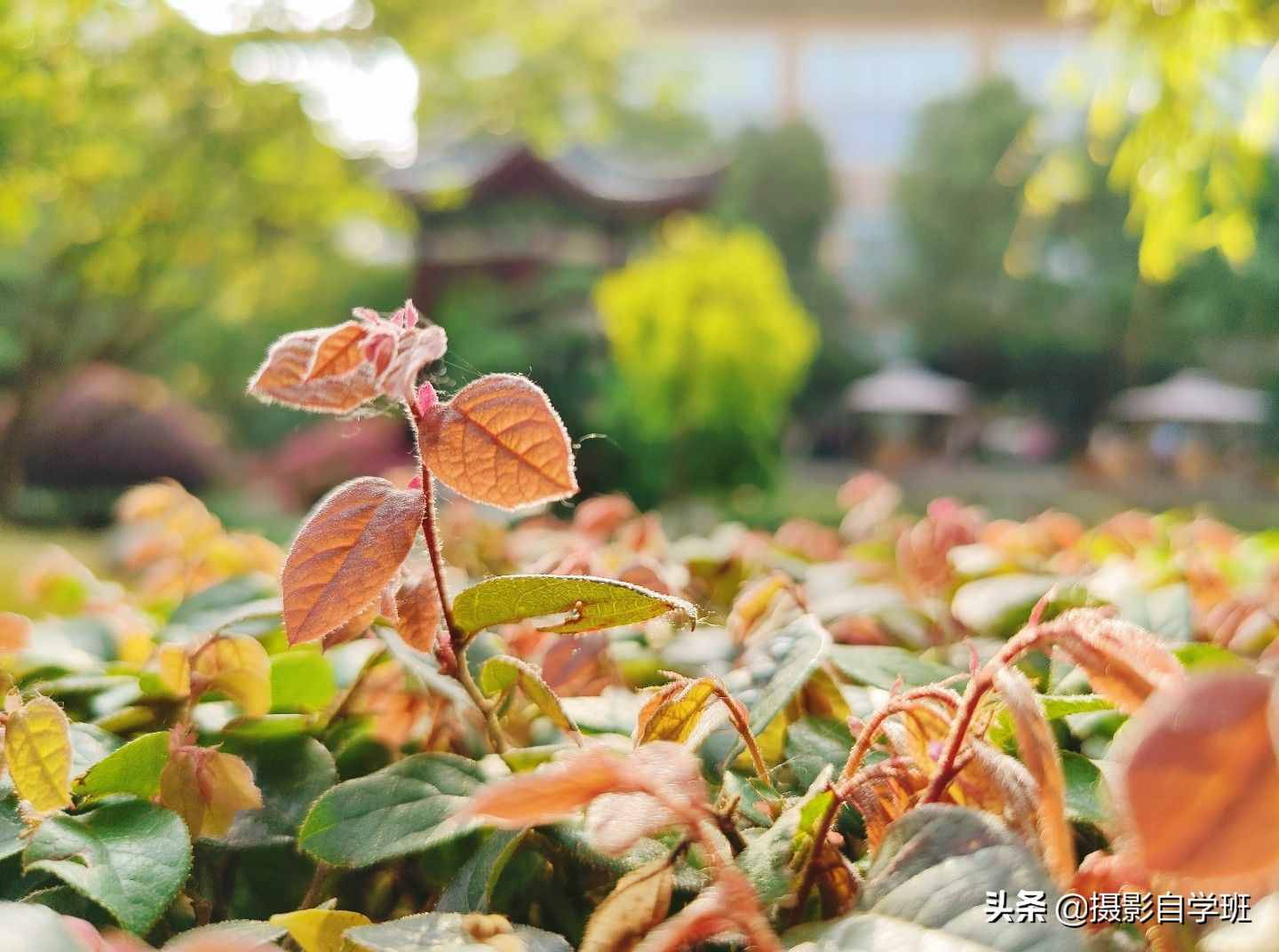 手机摄影入门课，记住这4个重点，你也能随手拍美小叶片