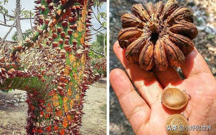 大自然真实存在着的8种奇妙植物的独特能力