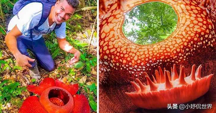 大自然真实存在着的8种奇妙植物的独特能力