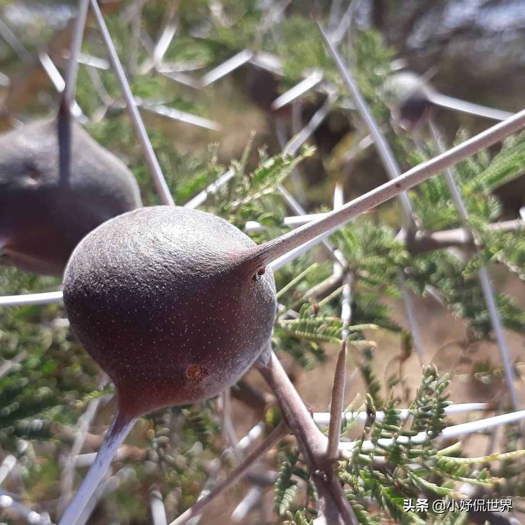 大自然真实存在着的8种奇妙植物的独特能力