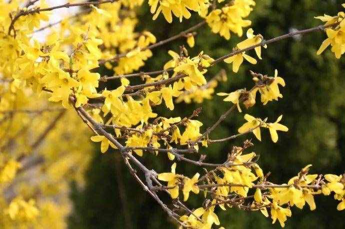 春天常见的40种花，教你从头认个遍，以后认花再也不求人！