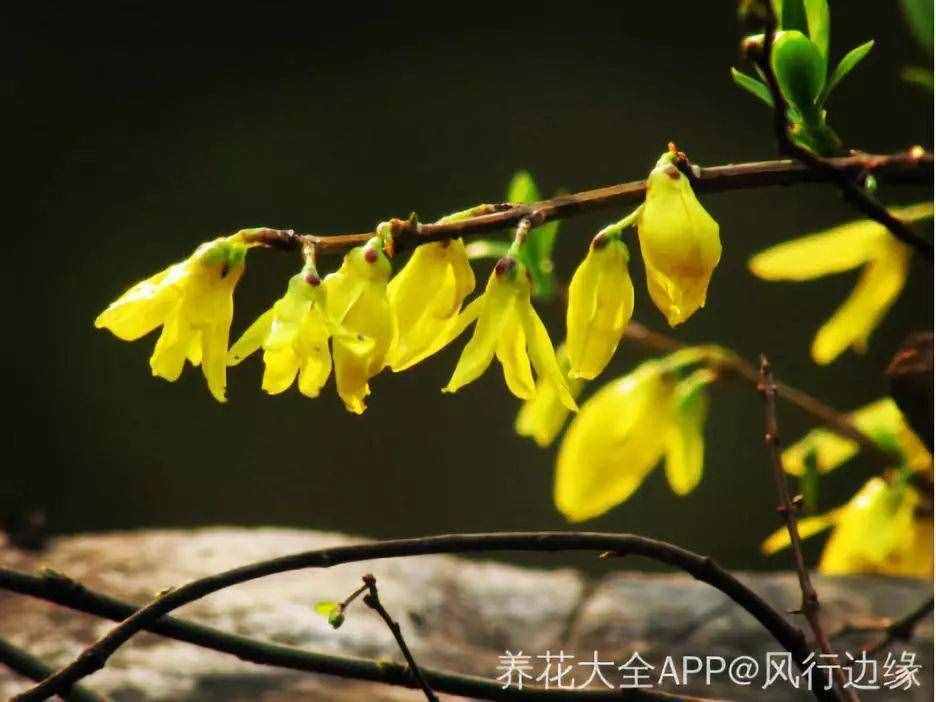 春天常见的40种花，教你从头认个遍，以后认花再也不求人！