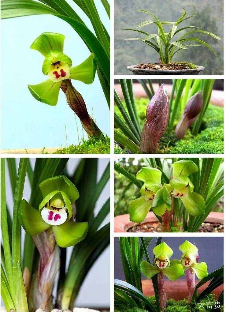 兰花的这30个品种，价值高还稀有，比玉石字画都贵
