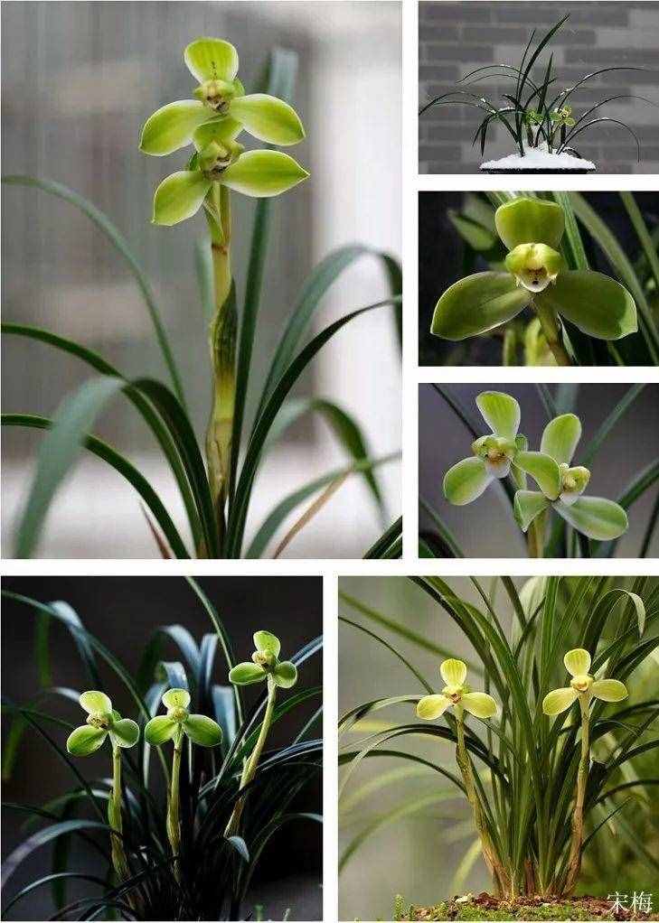 兰花的这30个品种，价值高还稀有，比玉石字画都贵