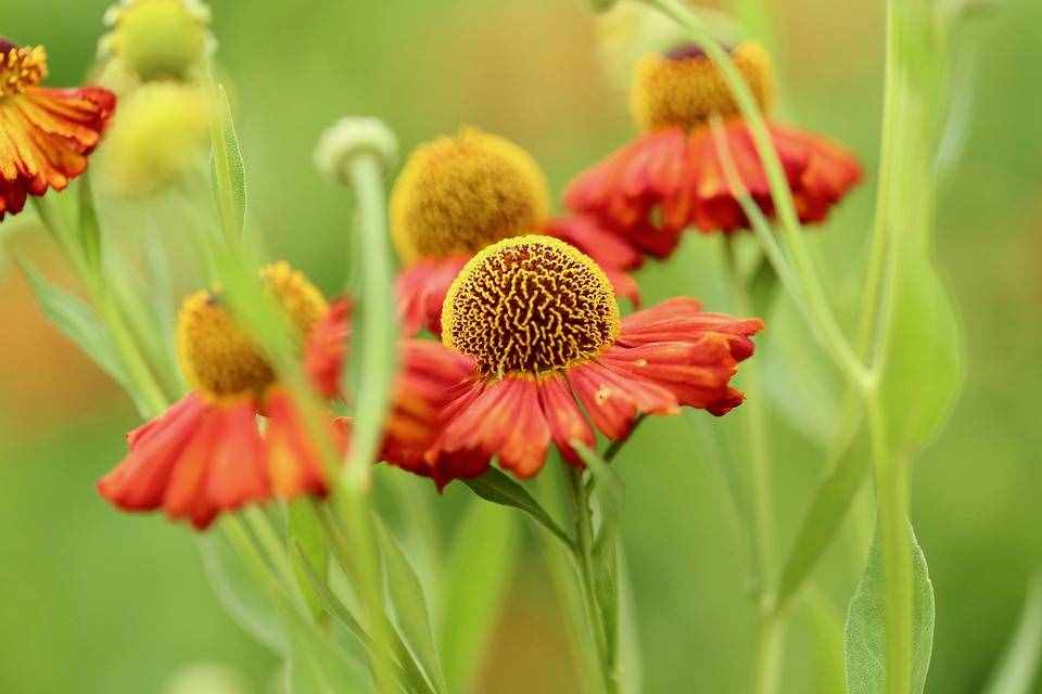 养花知识：花朵为什么会散发香味？