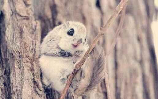 涨知识了，大名鼎鼎的寒号鸟根本就不是鸟类