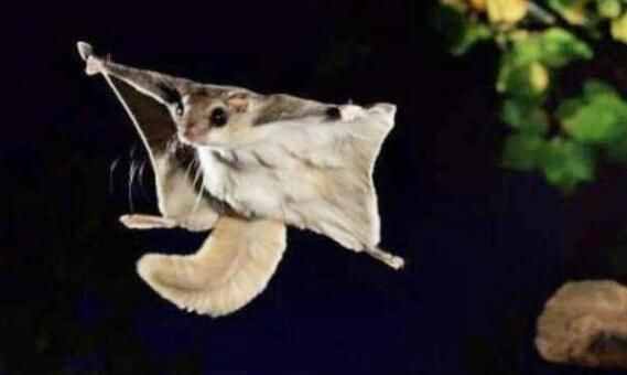 涨知识了，大名鼎鼎的寒号鸟根本就不是鸟类