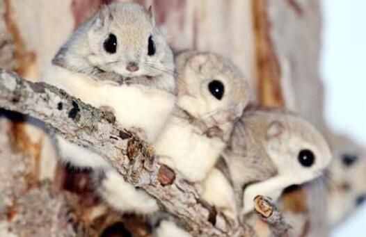 涨知识了，大名鼎鼎的寒号鸟根本就不是鸟类