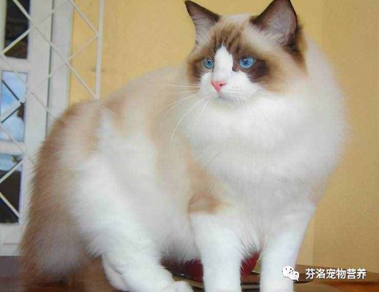 最全猫咪品种资料清单，请您查收