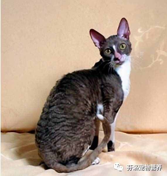 最全猫咪品种资料清单，请您查收