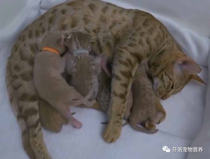 最全猫咪品种资料清单，请您查收