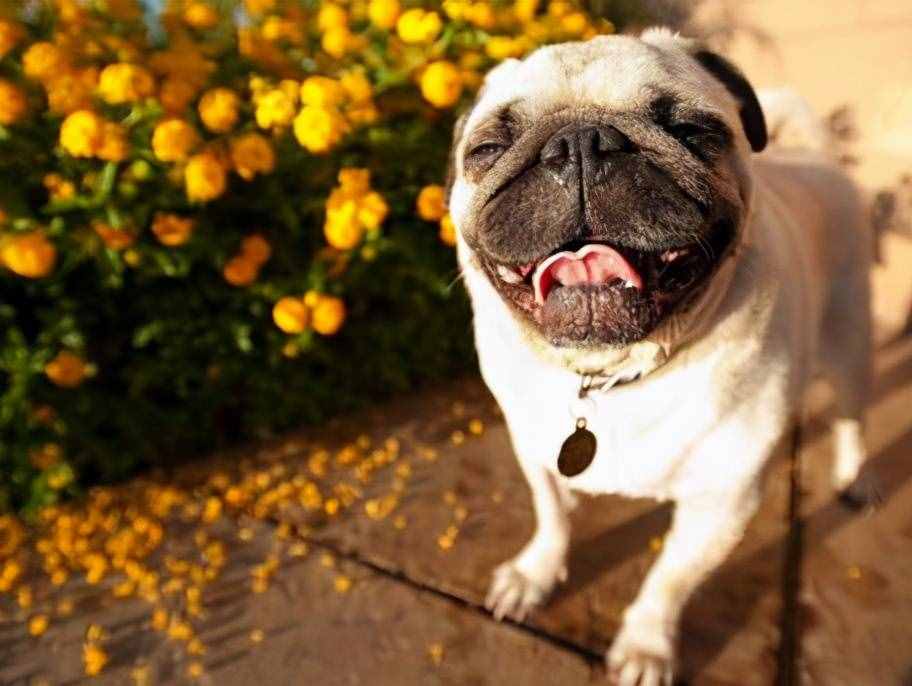 巴哥犬好养吗？