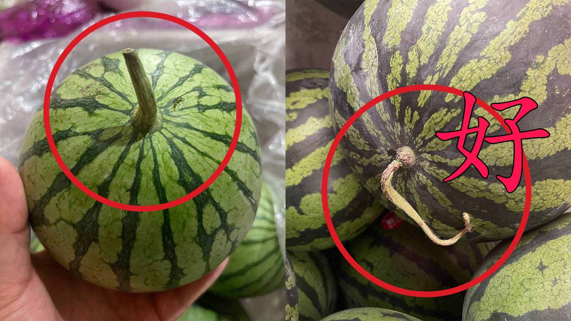 西瓜甜不甜，看一眼这里就知道，保你一挑一个准，果农方法真管用