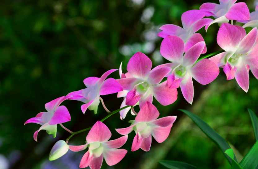 兰花的养殖方法和注意事项