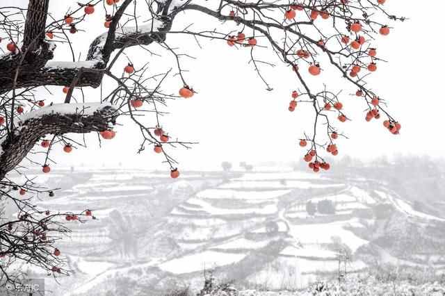 淡然是什么意思(淡然处之)