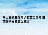 今日更新兰花叶子发黄怎么办 兰花叶子发黄怎么解决
