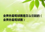 金黄色葡萄球菌是怎么引起的（金黄色葡萄球菌）