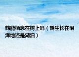 鹤能栖息在树上吗（鹤生长在沼泽地还是湖泊）