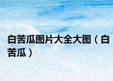 白苦瓜图片大全大图（白苦瓜）