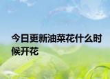 今日更新油菜花什么时候开花
