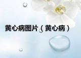 黄心病图片（黄心病）