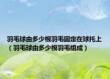 羽毛球由多少根羽毛固定在球托上（羽毛球由多少根羽毛组成）