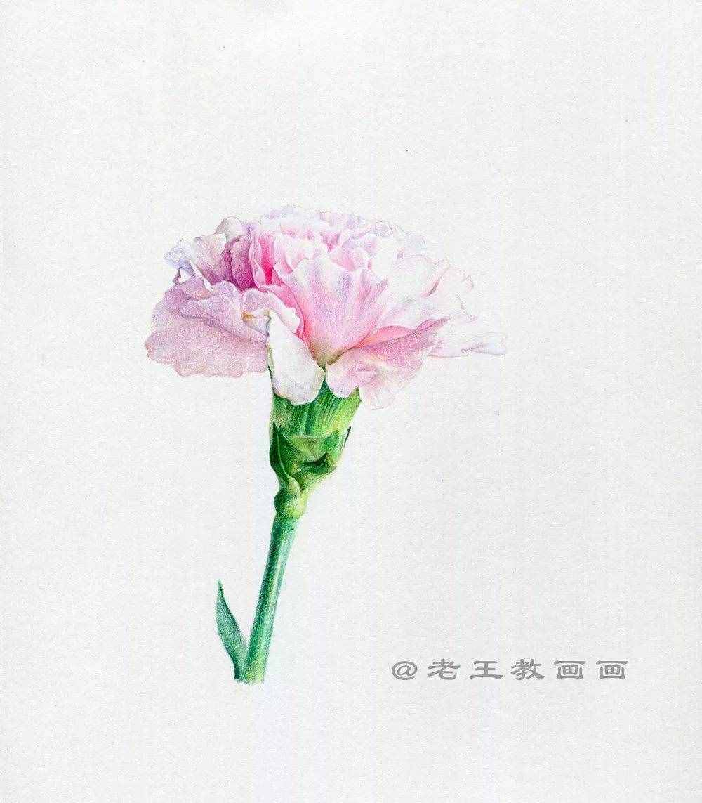 母亲节，画一朵康乃馨送给妈妈！