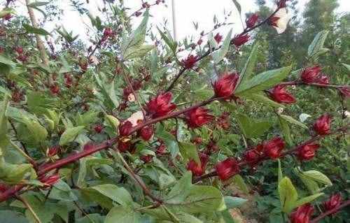 玫瑰茄的功效与作用都有哪些