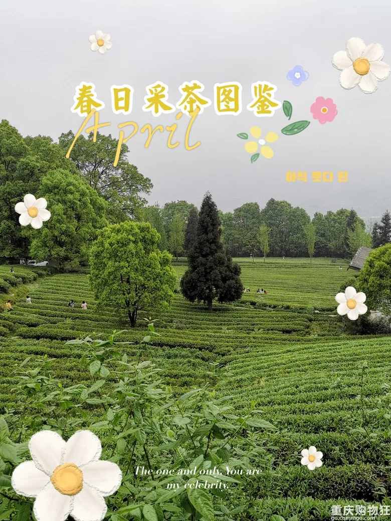 重庆这个茶园号称“中国版斯里兰卡”，可采茶制茶，风景如画