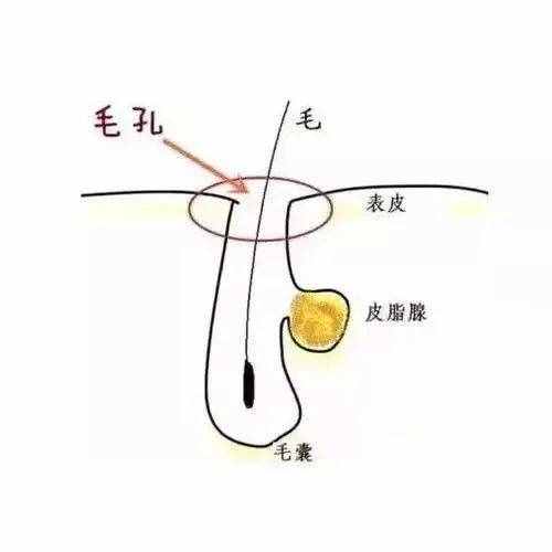 毛孔大到能种树，别慌！皮肤科医生教你如何收缩毛孔