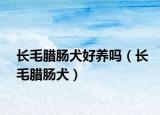 长毛腊肠犬好养吗（长毛腊肠犬）