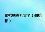 蜀桧柏图片大全（蜀桧柏）