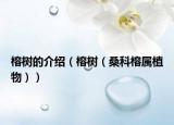 榕树的介绍（榕树（桑科榕属植物））