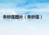 朱砂莲图片（朱砂莲）