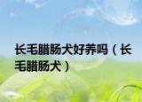 长毛腊肠犬好养吗（长毛腊肠犬）