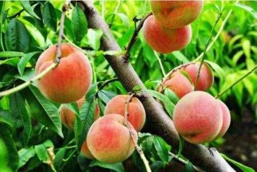 常吃桃子，3个好处不请自来，但别这样吃，不然后悔就晚了