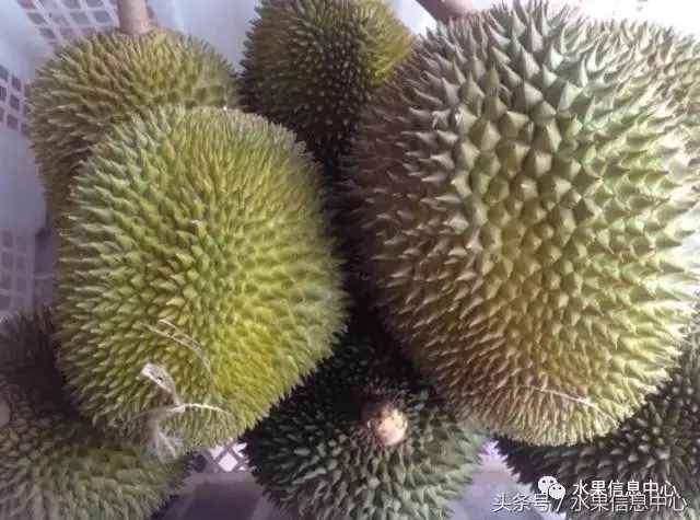 史上最全榴莲品种产地分类大全