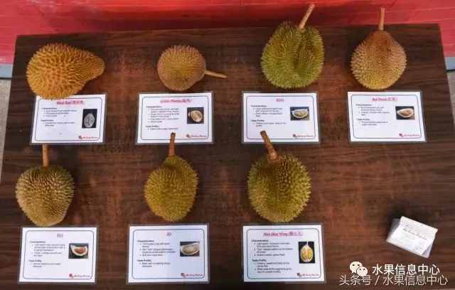 史上最全榴莲品种产地分类大全