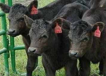 克隆技术属于一种强大的生物技术，它的优缺点有这些