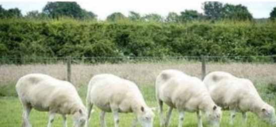 克隆技术属于一种强大的生物技术，它的优缺点有这些