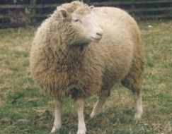 克隆技术属于一种强大的生物技术，它的优缺点有这些