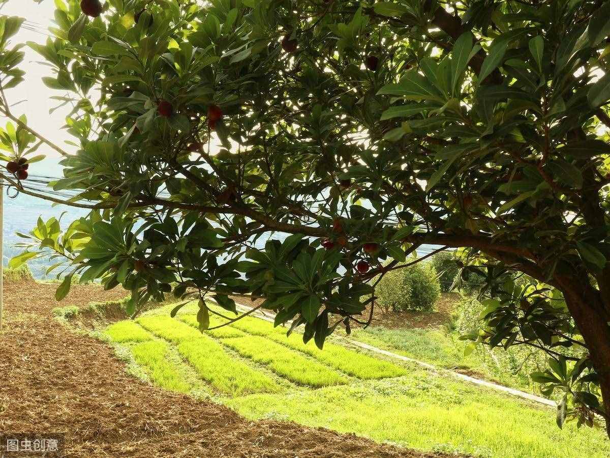 最具中国风的水果杨梅，经常吃有什么功效？看医生怎么说