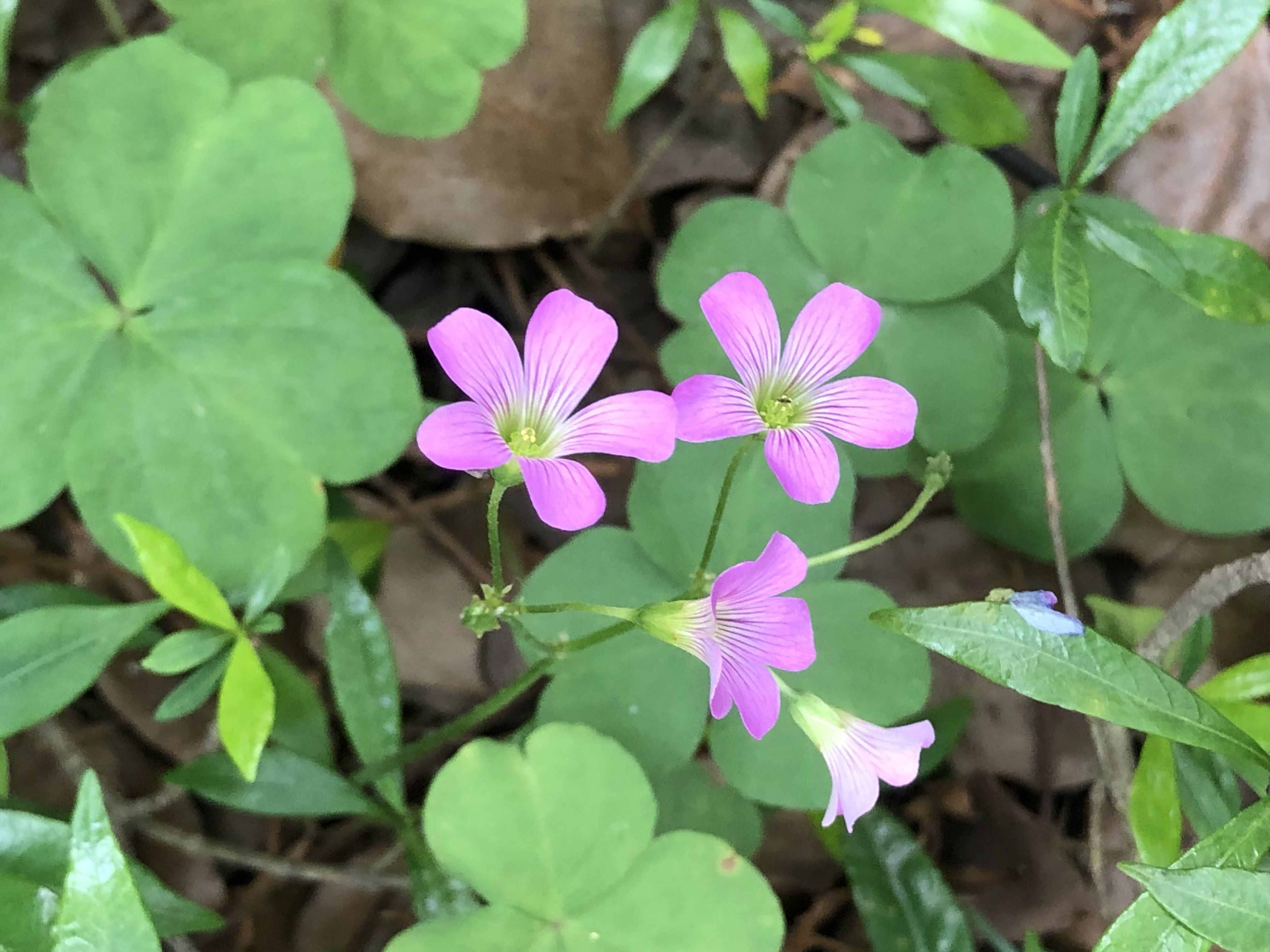 《德伯家的苔丝》：苔丝的性格害了自己