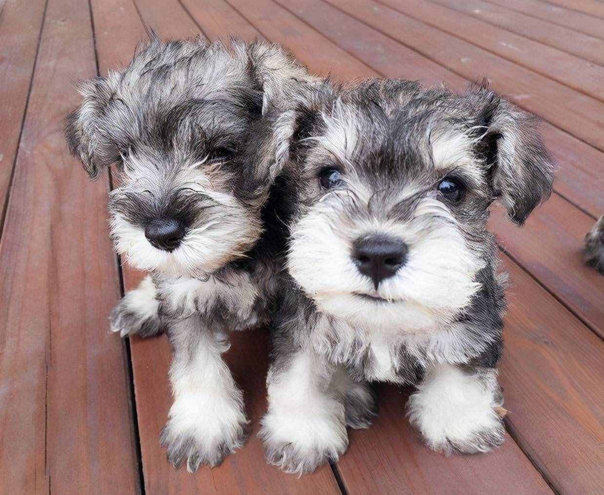 雪纳瑞的6种“性格类型”，你家是属于哪种？