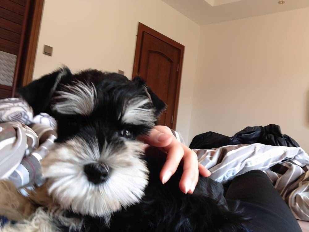 雪纳瑞的6种“性格类型”，你家是属于哪种？